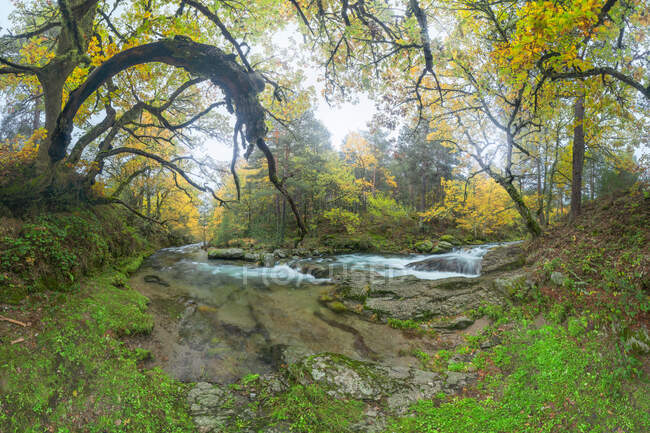 Живописный вид на каскад с пенной жидкостью между валунами с мхом и золотыми деревьями осенью — стоковое фото