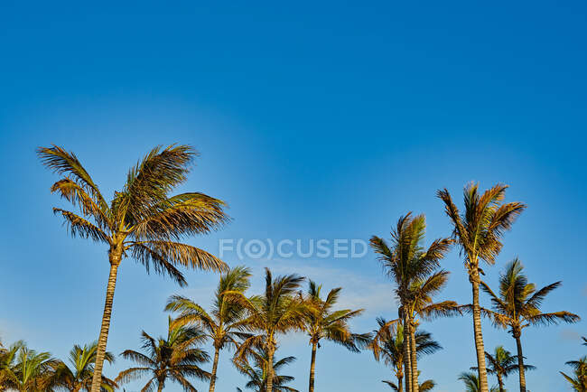 From below exotic palm trees with lush leaves fluttering on wind growing against blue sky on resort on summer day — Stock Photo