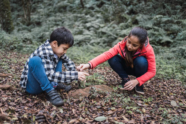 Этническая девушка кладет зеленый лист растения в банку против брата, приседая на земле в летнем лесу — стоковое фото