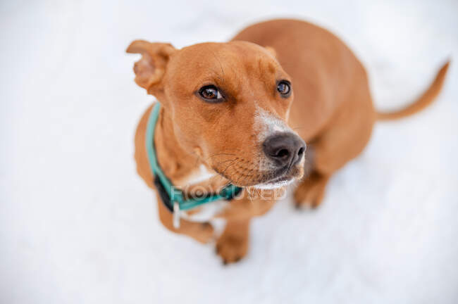 Perro marrón en cuello de pie en el campo cubierto de nieve mientras mira a la cámara en invierno - foto de stock