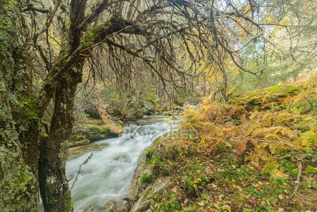 Rio rápido que flui sobre pedregulhos em florestas musgosas em terras altas no dia ensolarado em longa exposição no rio Lozoya no Parque Nacional de Guadarrama — Fotografia de Stock