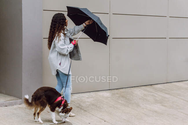 Vista lateral del propietario femenino de pie con el perro Border Collie con correa en la calle y paraguas de apertura en el día lluvioso en la ciudad - foto de stock