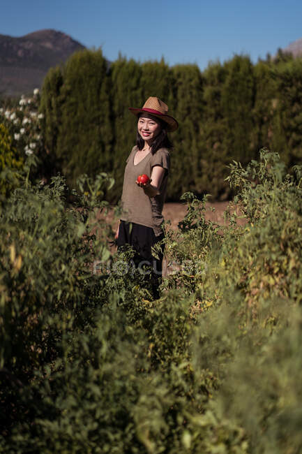 Contadina etnica che raccoglie pomodori maturi in giardino nella giornata di sole in campagna — Foto stock