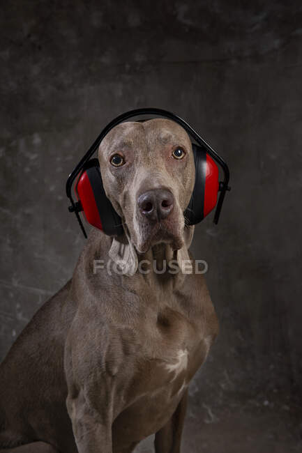 Intelligent purebred dog with smooth brown coat in safety headset and collar looking at camera — Stock Photo