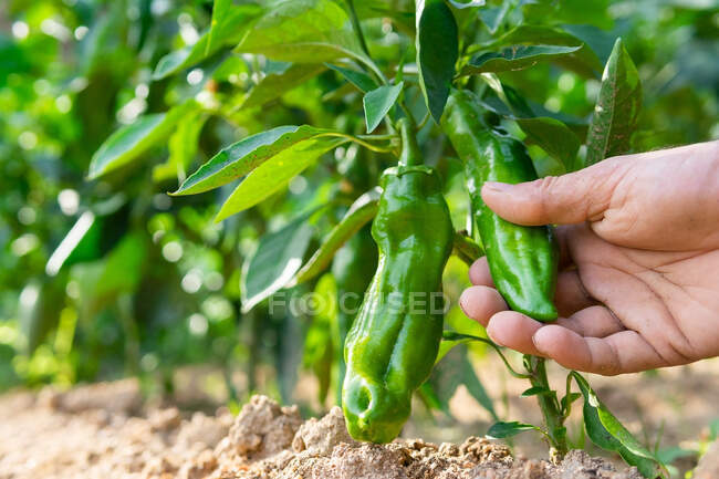 Nível do solo do agricultor agrícola irreconhecível que recolhe pimentas verdes frescas no jardim de Verão na época de colheita na exploração agrícola — Fotografia de Stock