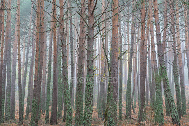 Удивительный пейзаж высоких сосен, покрытых мхом, растущих в густом лесу в туманный день осенью — стоковое фото