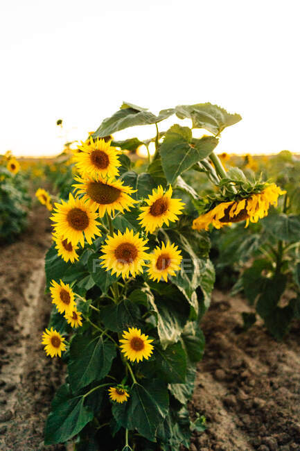 Leuchtend gelbe Sonnenblumen mit grünem Laub blühen im landwirtschaftlichen Feld an Sommertagen auf dem Land — Stockfoto