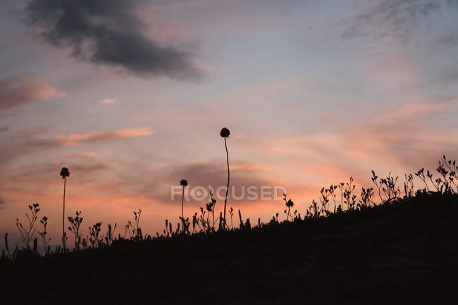 Espiguillas de hierba silvestre creciendo en la costa del mar bajo el cielo nublado colorido puesta del sol en la tranquila noche de verano en Liencres Cantabria España - foto de stock