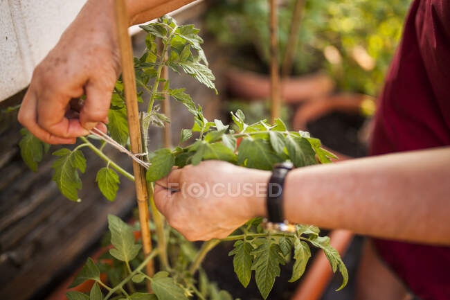 Анонімний зріла жінка садівник зв'язує рослини помідорів в її саду — стокове фото