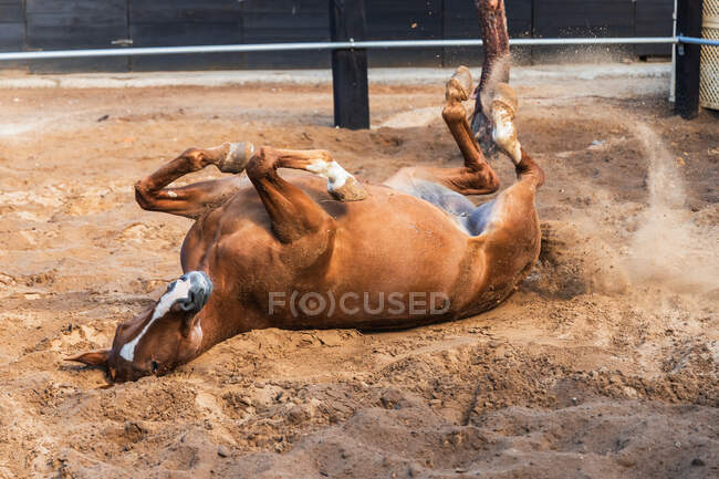 Каштановий кінь котиться на піщаній арені вогнища і розважається на фермі — стокове фото