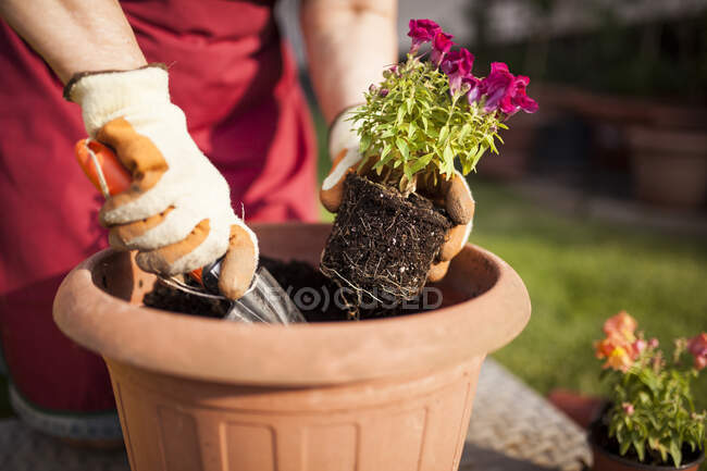 Anonymous mature woman gardener, transfers a plant to a large flowerpot in her home garden — Stock Photo