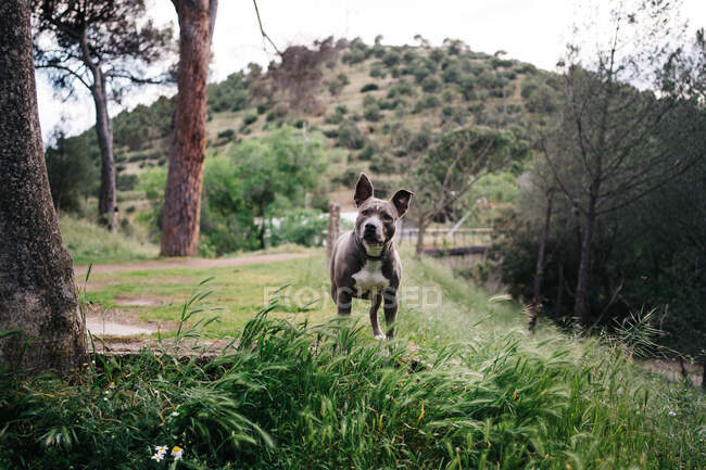 Lindo pura raza American Staffordshire Terrier con cuello explorar prado verde en el día de verano en el campo - foto de stock
