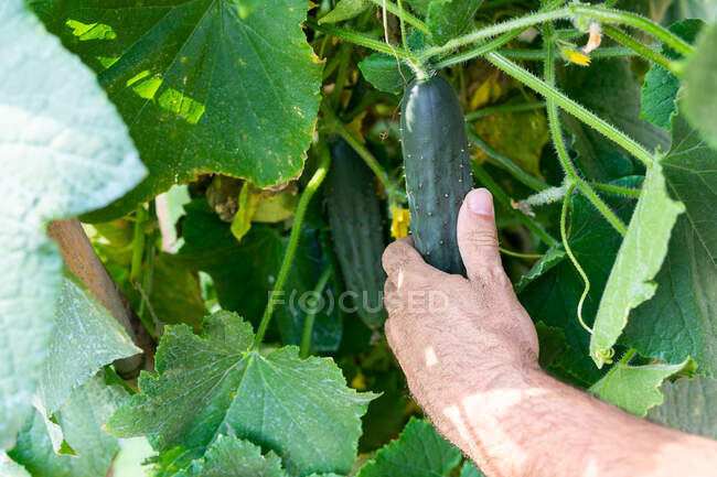 Cultivo granjero sin rostro recoger pepino verde en el campo en verano en el campo - foto de stock