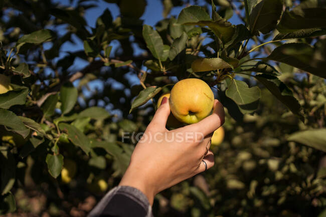 Crop faceless female farmer collecting fresh apple from tree in summer garden in countryside — Stock Photo