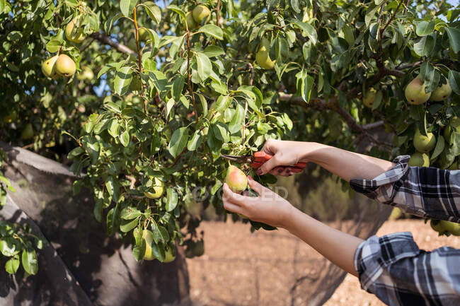 Cultivar hembra agricultora irreconocible con tijeras de podar recogiendo peras frescas del árbol en el jardín de verano en la temporada de cosecha - foto de stock
