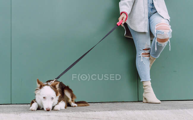 Crop unrecognizable female owner standing near wall with adorable fluffy Border Collie dog on leash during stroll in city street — Stock Photo