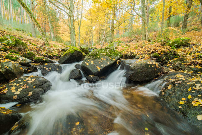 Picturesque view of cascade with foamy water fluid between boulders with moss and golden trees in fall — Stock Photo