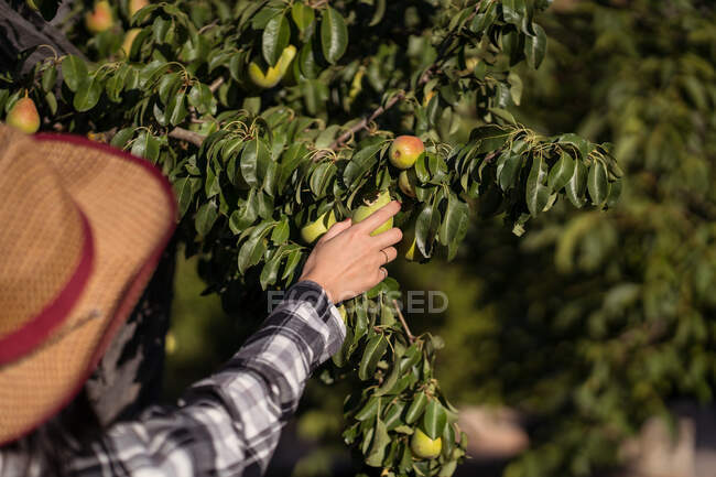 Erntehelferin mit Baumschere nicht wiederzuerkennen pflückt in der Erntezeit im Sommergarten frische Birnen vom Baum — Stockfoto