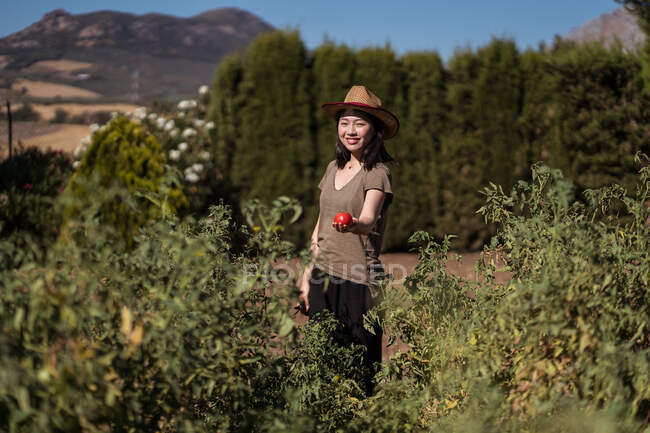 Етнічні фермери збирають стиглі помідори в саду в сонячний день в сільській місцевості — стокове фото