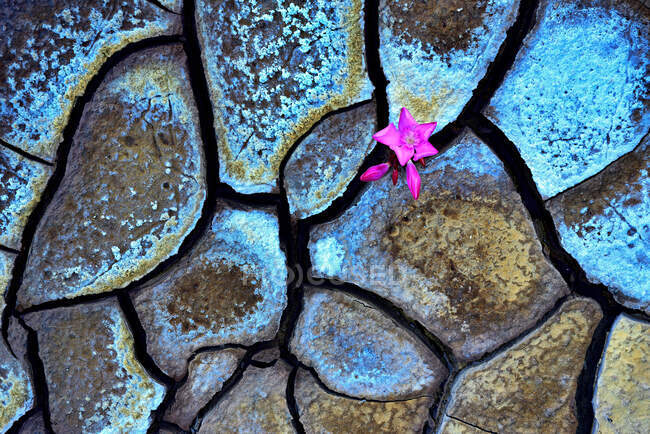 Abstract texture of cracked mud with wonderful colors and a purple flower in the crack — Stock Photo