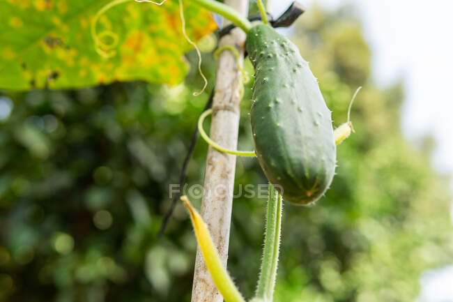 Angolo basso di cetriolo verde maturo che cresce vicino a bastone di legno nel giardino estivo in campagna — Foto stock