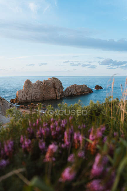 Amazing scenery of seashore with rocky islets washed by calm blue water near coast with blooming flowers in summer evening in Liencres Cantabria Spain — Stock Photo