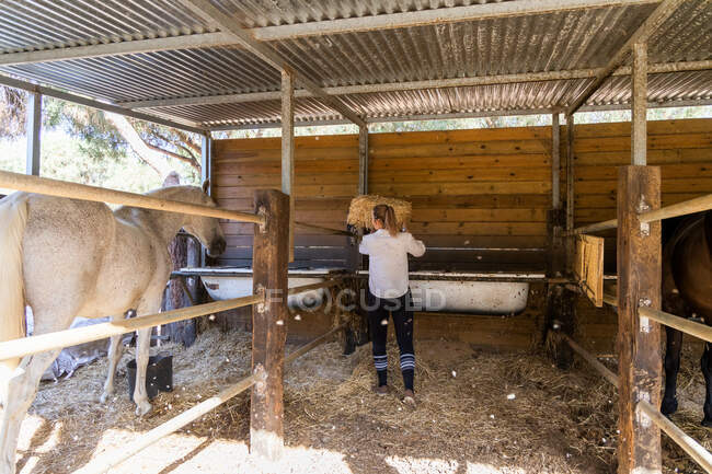 Vista trasera de una agricultora irreconocible que lleva heno para caballos en establo en un rancho - foto de stock