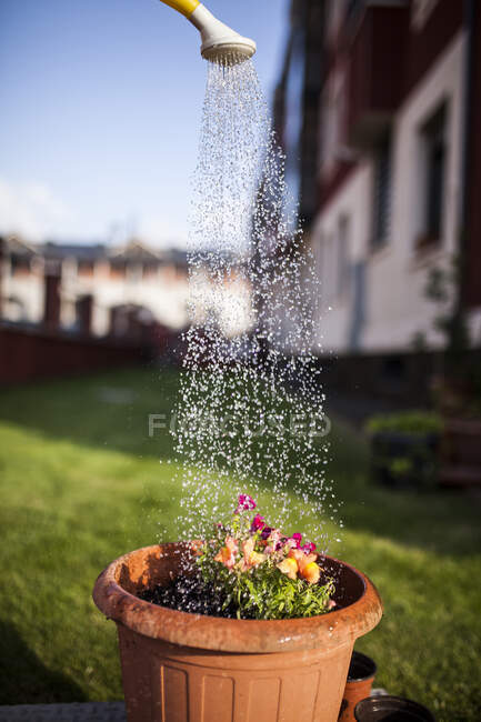 Dettaglio di una doccia che innaffia fiori in una giornata di sole — Foto stock