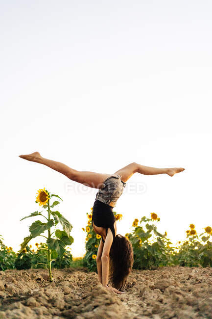 Полный вид на тело неузнаваемой длинноволосой женщины с босыми ногами в повседневной летней одежде, выполняющей стойку на руках с расщеплениями на сельском поле с цветущими подсолнухами в летний день — стоковое фото