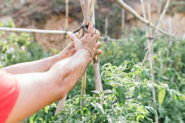 Cultivo irreconocible agricultor sosteniendo instrumento de jardinería en la mano sucia durante el trabajo en el campo - foto de stock