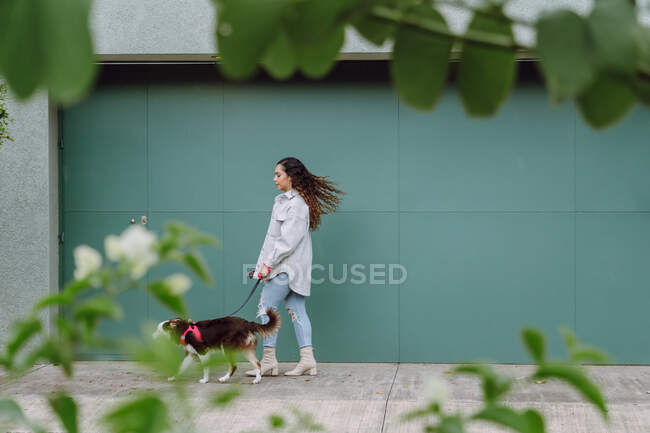Vista lateral do proprietário feminino andando com o cão Border Collie na trela enquanto se diverte durante o passeio na cidade — Fotografia de Stock