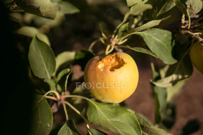 Alto ângulo de maçã madura fresca mordida por insetos na árvore no exuberante jardim de verão no campo — Fotografia de Stock
