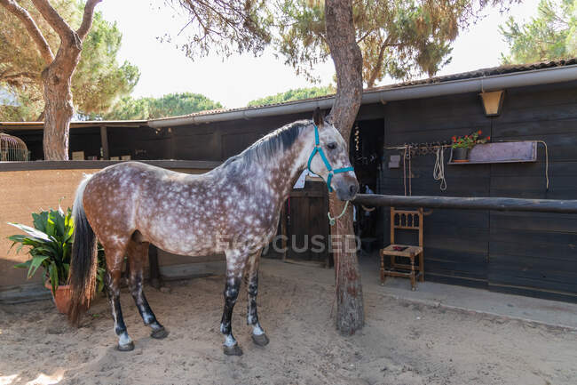 Seitenansicht von dapple grey horse in Zaumzeug steht in der Nähe von Holzzaun auf sandiger Koppel auf der Ranch — Stockfoto