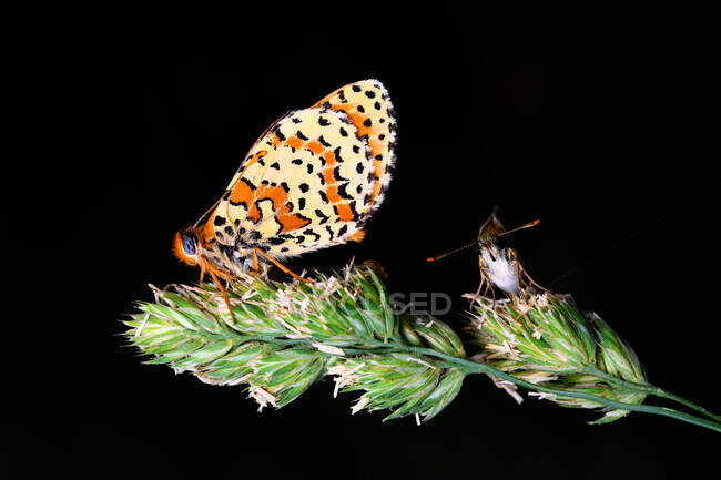 The spotted fritillary or red-band fritillary (Melitaea didyma) — Stock Photo
