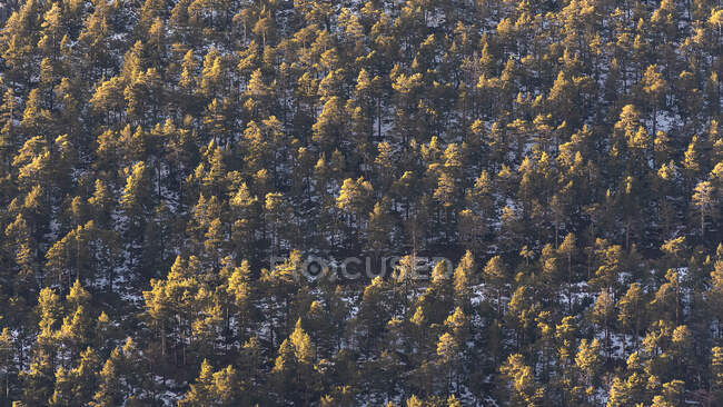 Impresionante vista de drones de árboles siempreverdes creciendo en bosques en invierno en un día soleado - foto de stock