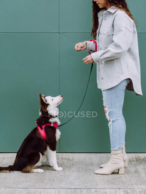 Side view of anonymous female owner feeding adorable Border Collie dog sitting during training in city street — Stock Photo