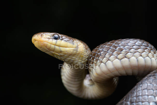 Portrait of Aesculapian snake (Zamenis longissimus) — Stock Photo