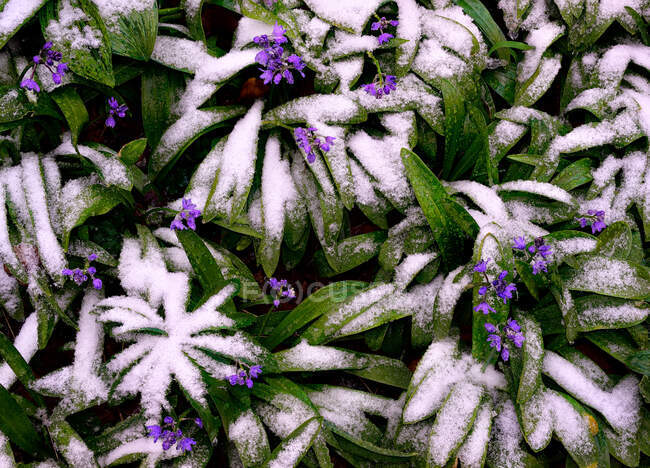 Chutes de neige tardives sur les jacinthes étoilées de mai — Photo de stock