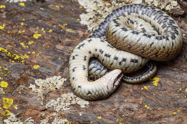 Mediterranean grass snake (Natrix astreptophora) thanatosis — Stock Photo