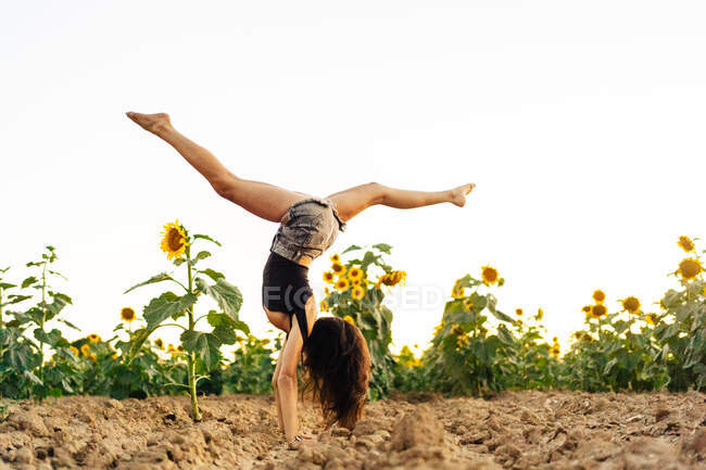 Full body side view of unrecognizable long haired female with bare feet wearing casual summer clothes performing handstand with splits on rural field with blooming sunflowers in summer day — Stock Photo