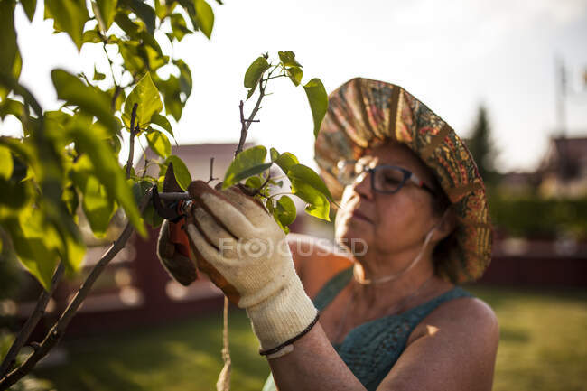 Seitenansicht einer reifen Gärtnerin, die die Äste eines Baumes in ihrem Garten im Licht der Dämmerung mit Gegenlicht beschneidet — Stockfoto