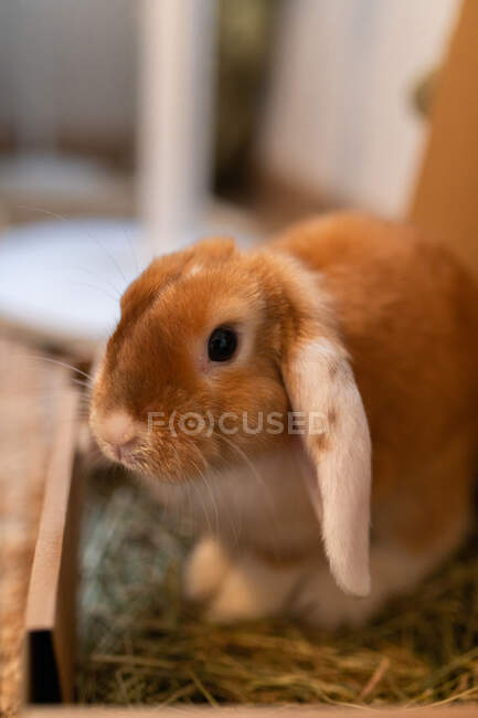 Niedliches Kaninchen mit braunem Fell sitzt auf Parkettboden im Zimmer in der Wohnung — Stockfoto