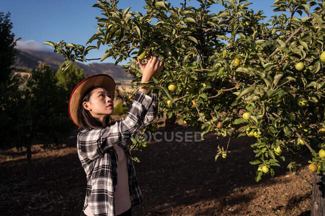 Side view of female farmer picking fresh apples from tree in summer garden in harvest season — Stock Photo