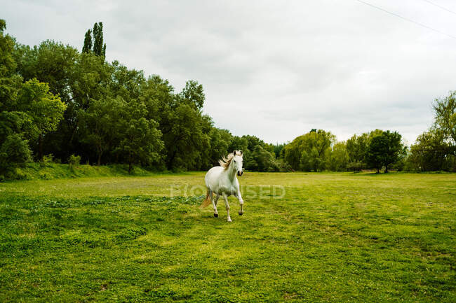 Сірий кінь ширяє вздовж зеленого лугу в природному середовищі проживання під хмарним небом влітку — стокове фото