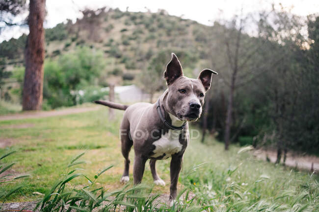 Cute purebred American Staffordshire Terrier with collar exploring green meadow in summer day in countryside — Stock Photo