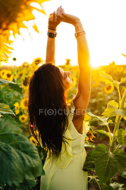 Обратный вид изящной молодой латиноамериканки в стильном желтом платье, стоящей с поднятыми руками посреди цветущих подсолнухов в сельской местности в солнечный летний день — стоковое фото