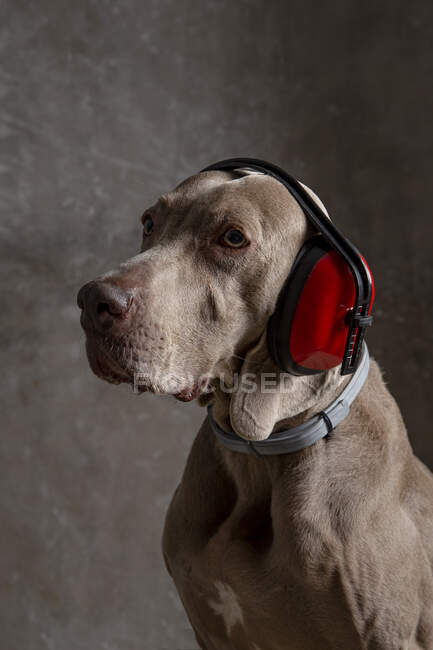 Cão de raça pura inteligente com revestimento marrom liso em fone de ouvido de segurança e coleira olhando para a frente — Fotografia de Stock