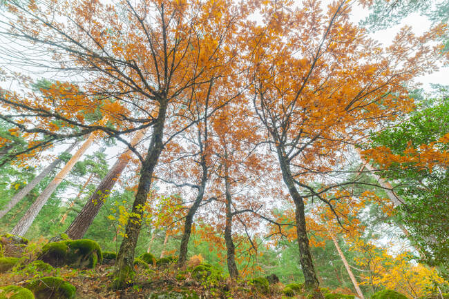 En dessous de grands arbres aux feuilles orange vif poussant dans les bois en automne par temps nuageux — Photo de stock