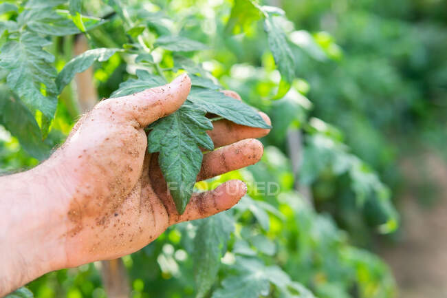 Безликий фермер с грязными руками в почве трогает зеленый томатный лист в саду летом — стоковое фото