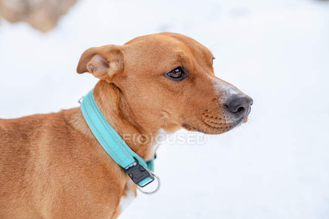 Perro marrón en collar de pie en el campo cubierto de nieve mientras mira hacia otro lado en invierno - foto de stock